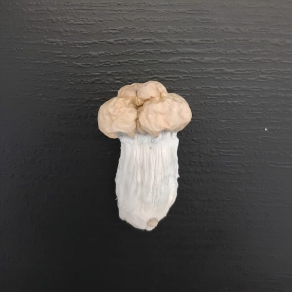 Shakit - Cogumelo Mágico (Psilocybe Cubensis)