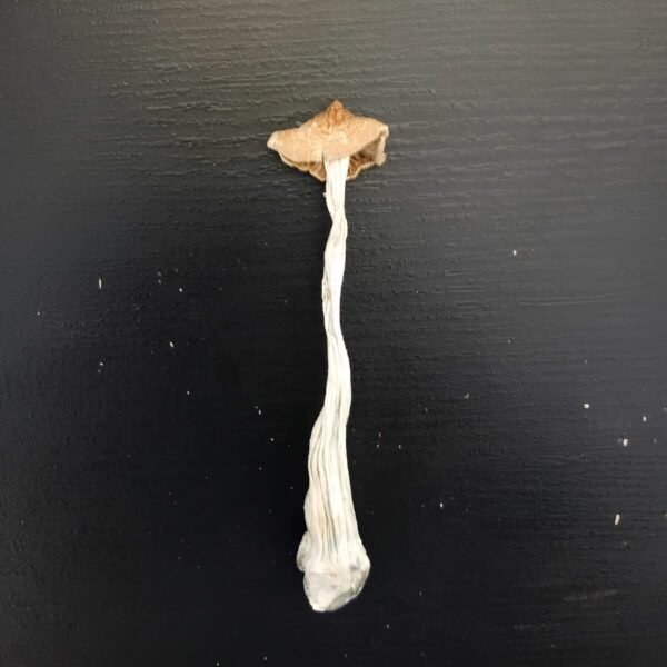 Golden Teacher - Cogumelo Mágico (Psilocybe Cubensis)
