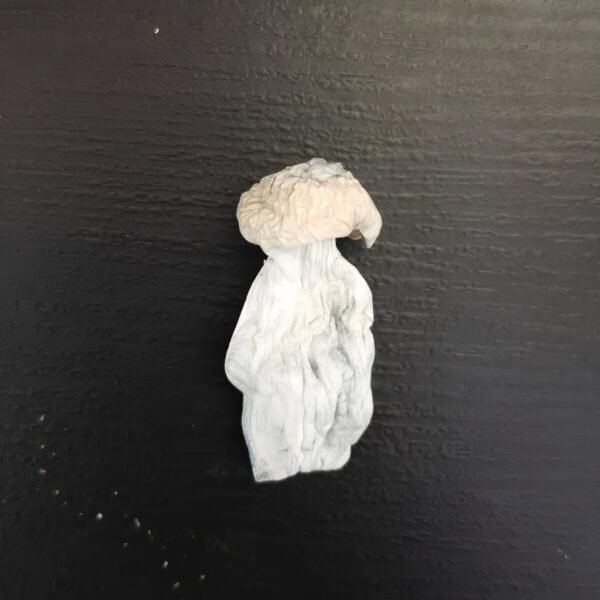 Albino Penis Envy - Cogumelo Mágico (Psilocybe Cubensis)